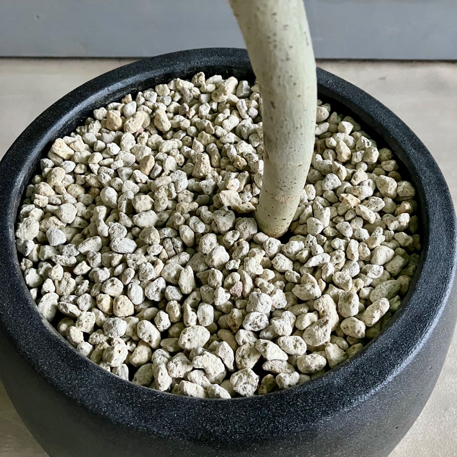 美形 曲がり仕立て フィカス ウンベラータ 8号 テラコッタ性鉢植え アンティーク風 受け皿付き 新築祝い 多肉寄せ植え