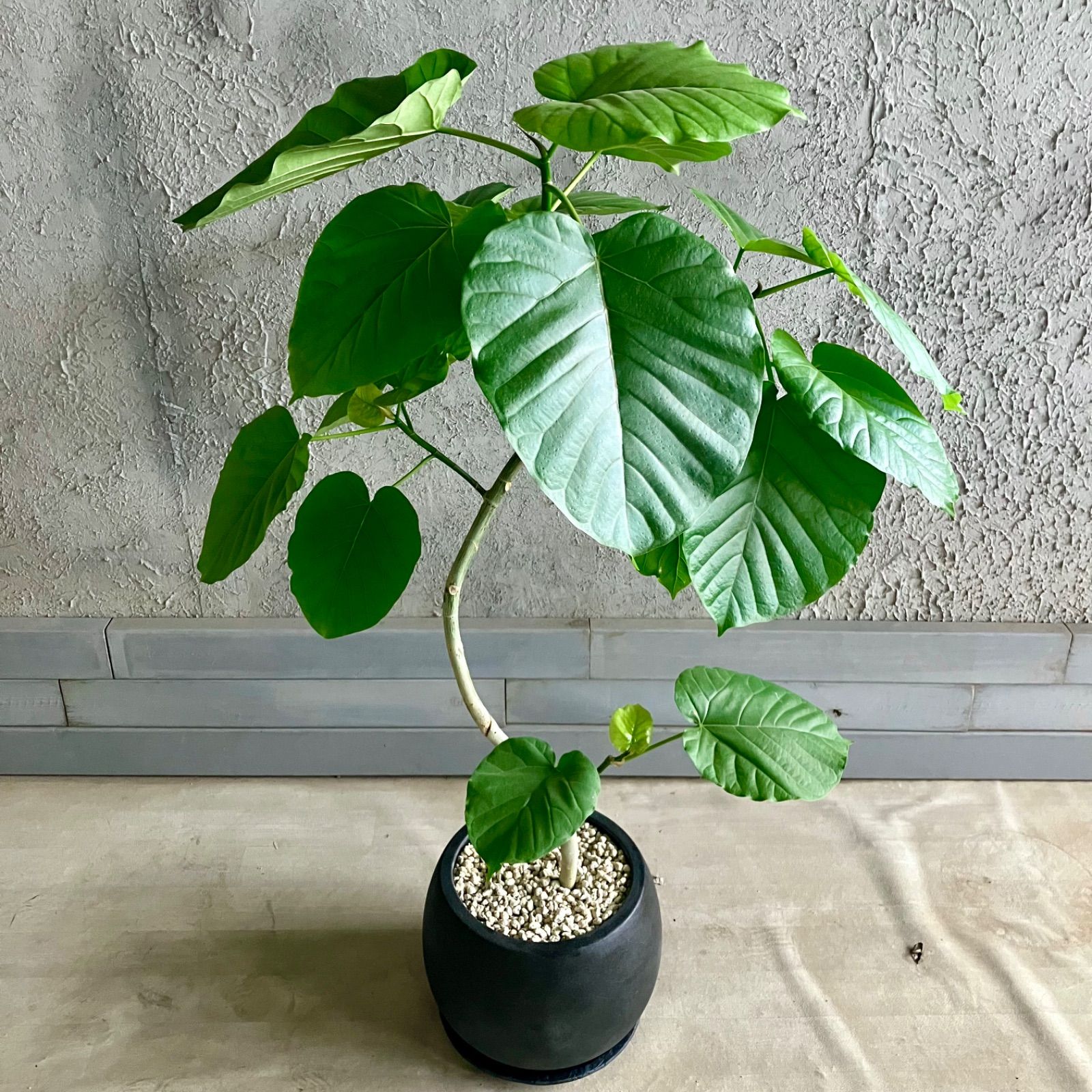 テラコッタ性鉢植え