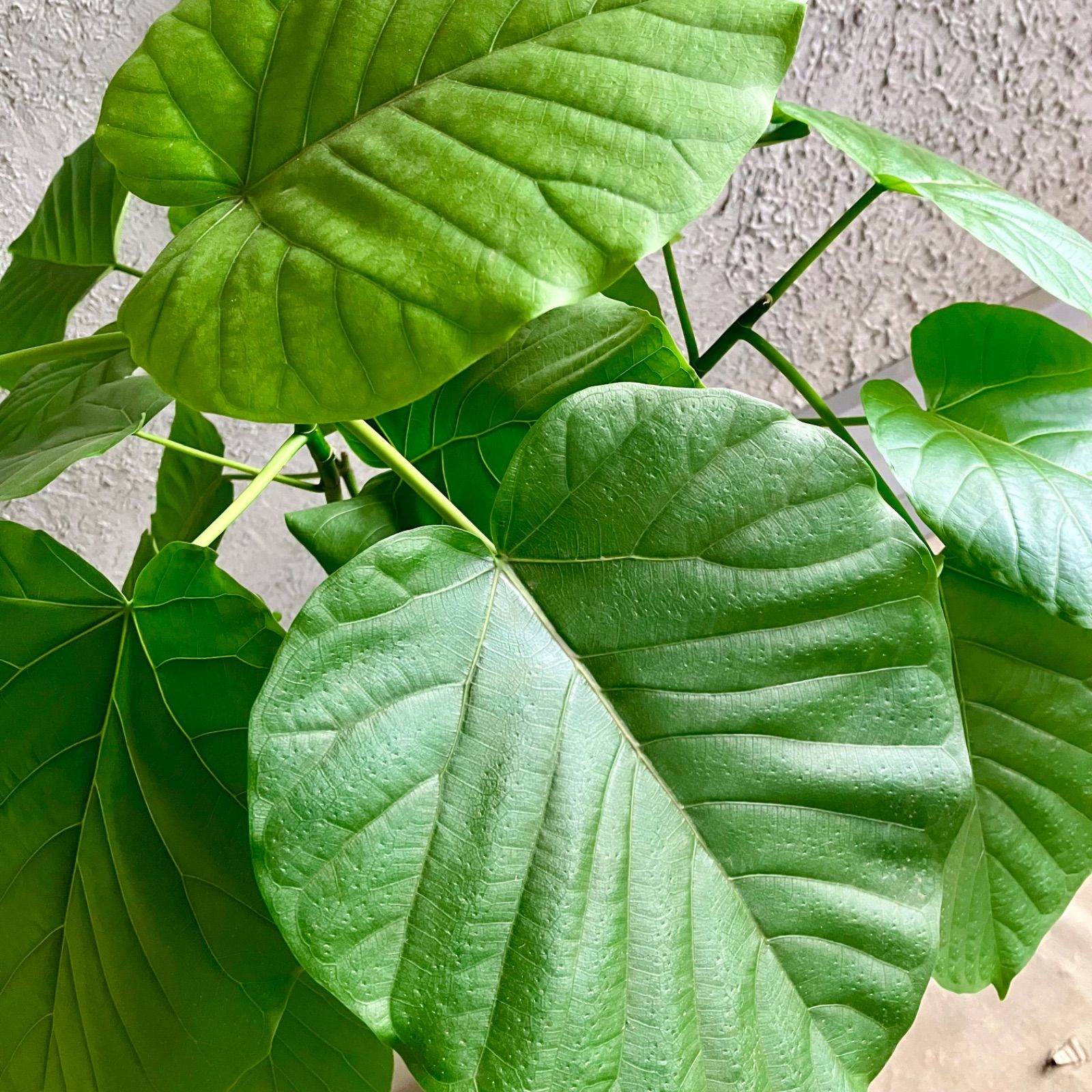 テラコッタ性鉢植え