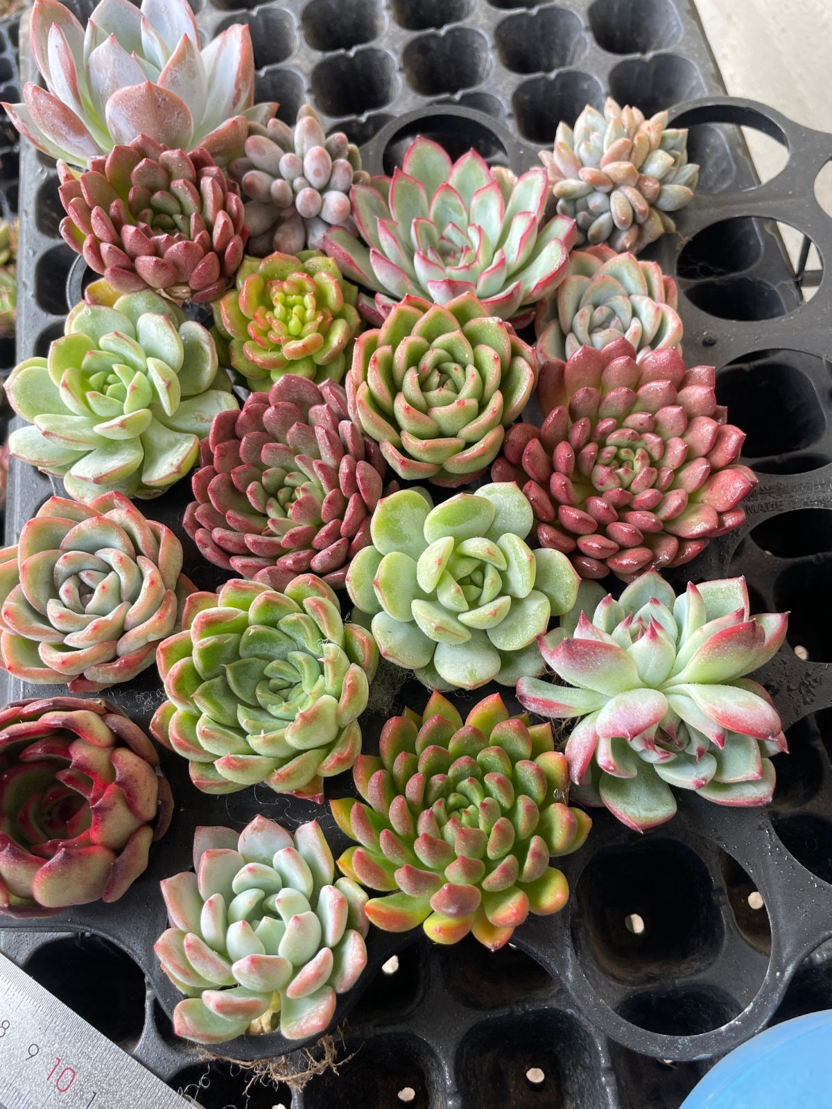 新入荷 A03 多肉植物 18株セット カラフルで可寄せ植え用 エケベリア