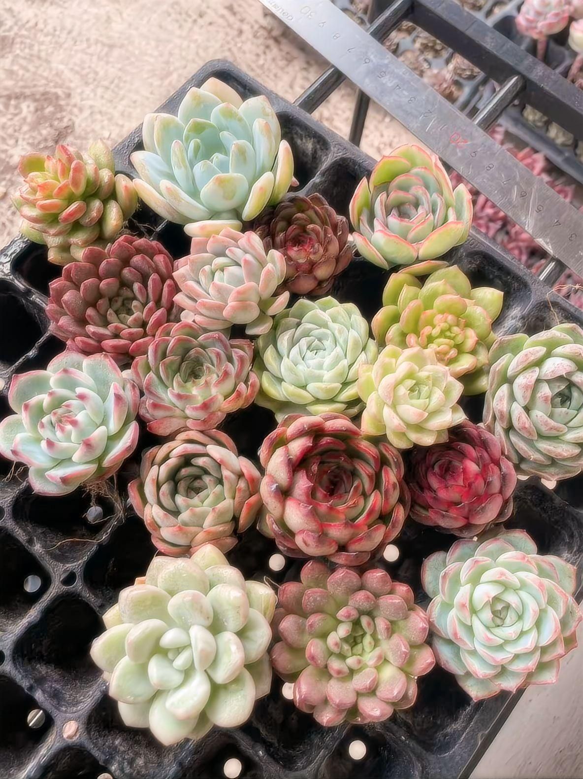 2019 多肉植物 寄せ植え 新入荷 A04 多肉植物 18株セット カラフルで可寄せ植え用 エケベリア