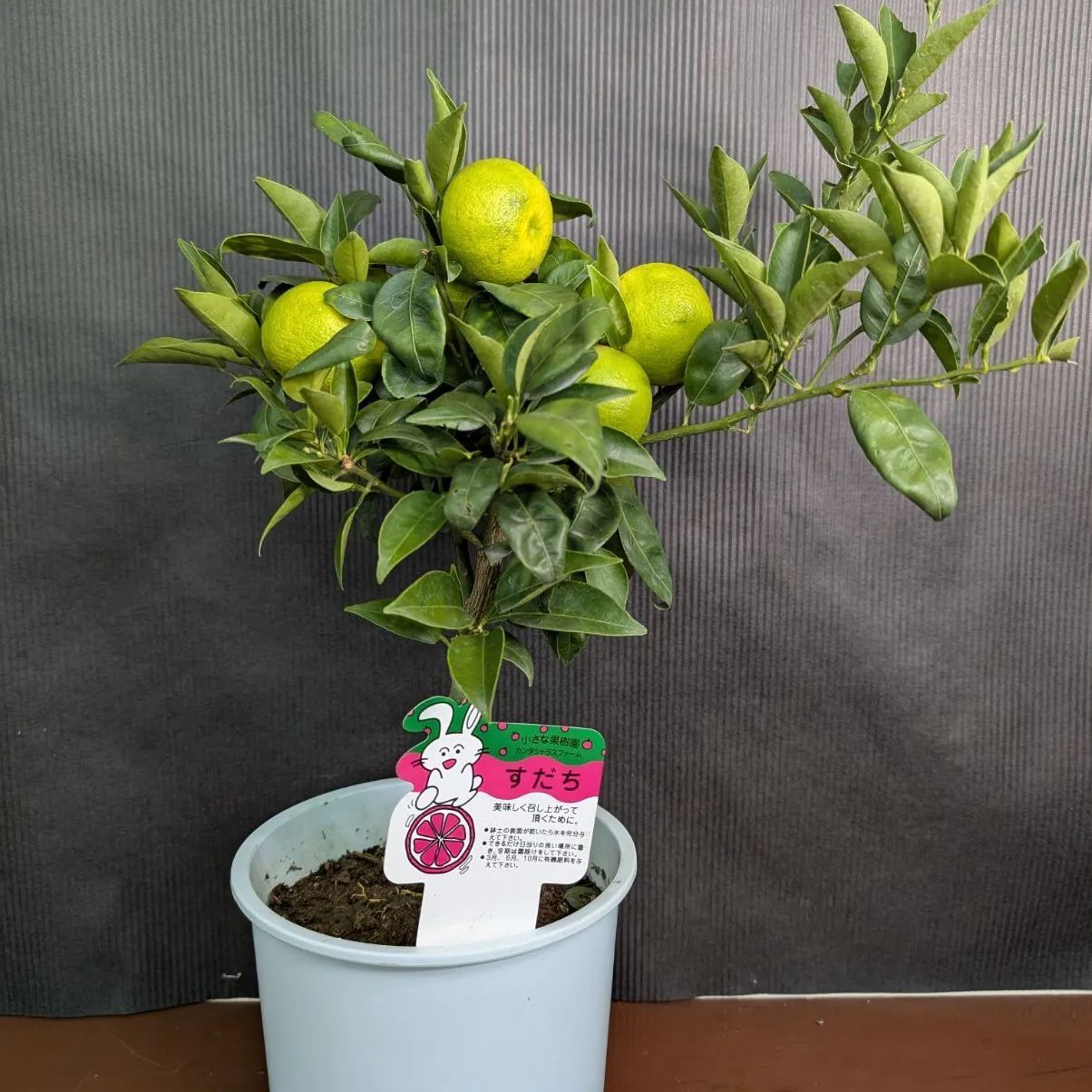 メストクレマ 大株 良樹形 鉢ごと 超メルカリ市限定 メストクレマ 大株 良樹形 鉢ごと 超メルカリ市限定 メストクレマ 大株