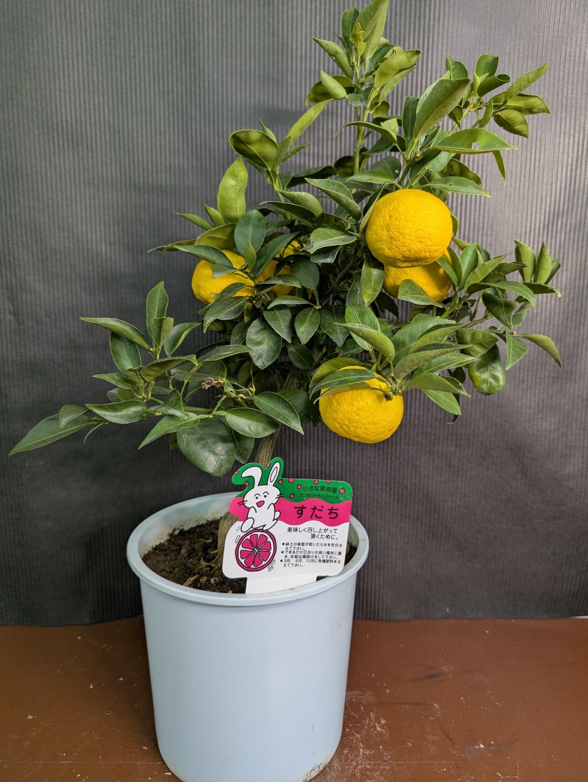 年末特価】 スダチの鉢植え 7号鉢 神田シトラスファーム ③ - メルカリ