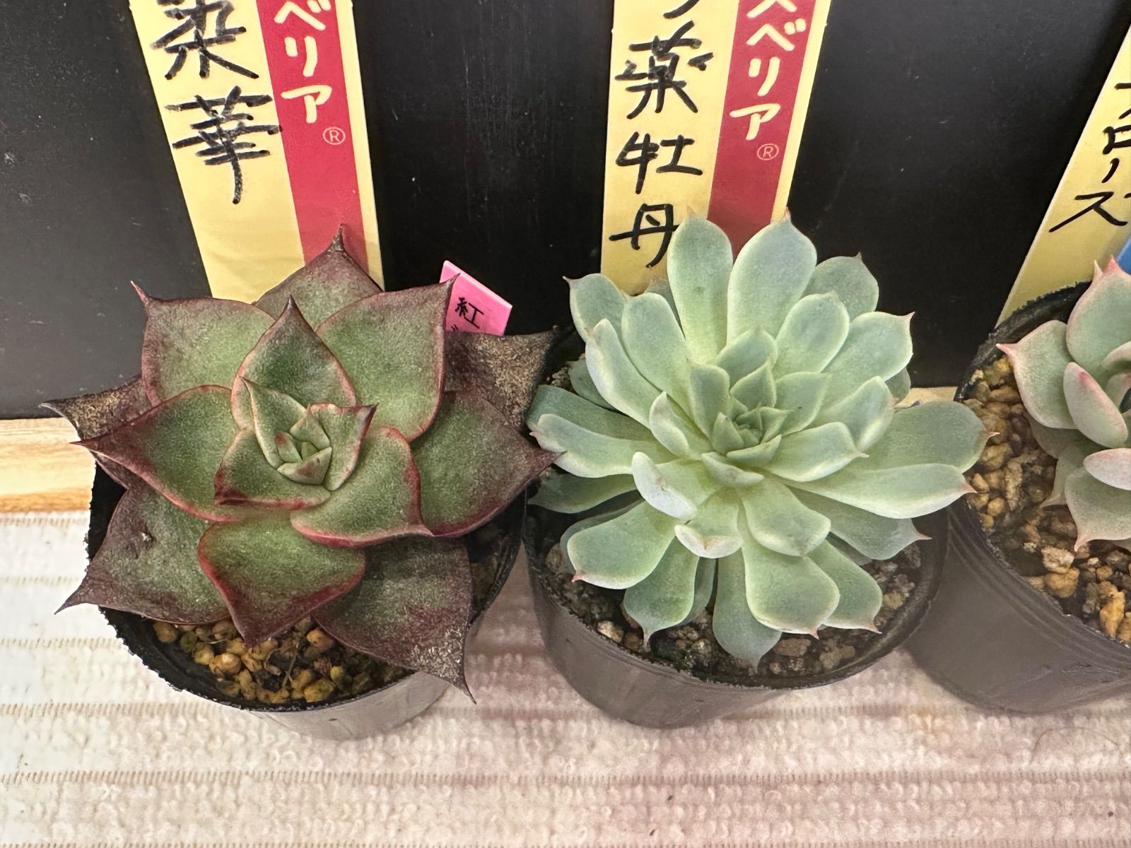 希少種　ミックスベリア　おらいさん　ラベル　名札　そわそわ　珊瑚の花 おらいさん苗 ミックスベリア 珊瑚の花 札付き 鉢ごと発送｜Yahoo