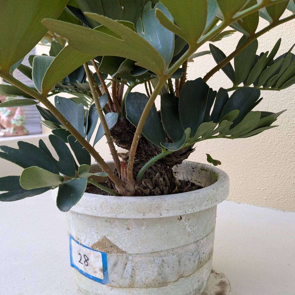 12／18以降順次発送】多頭株 ザミア フルフラセア｜メキシコソテツ