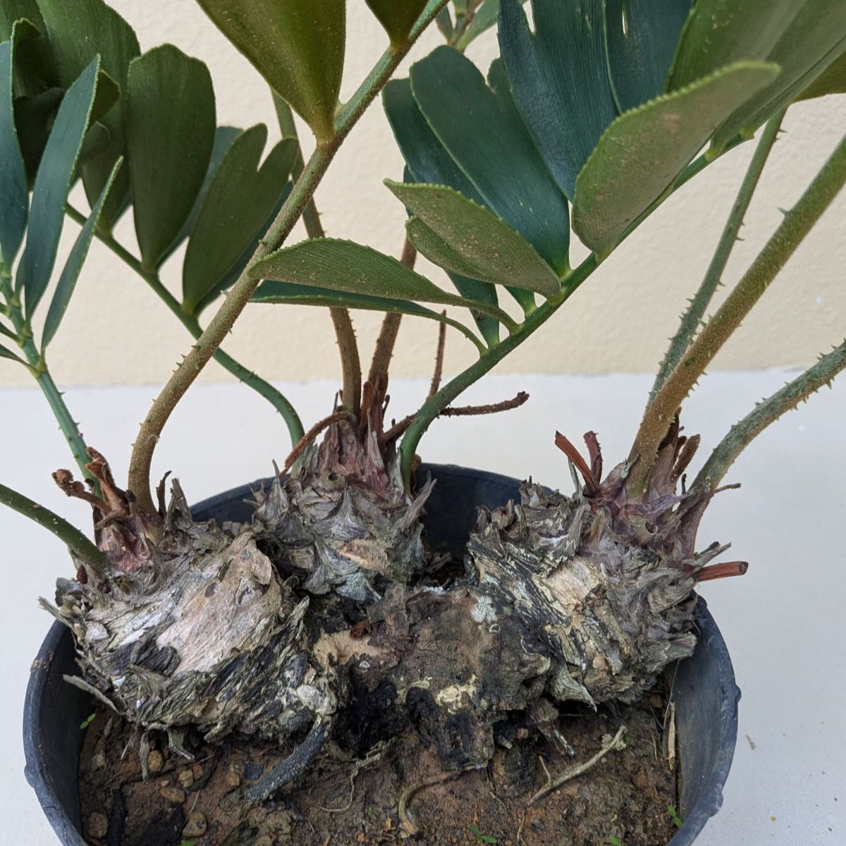 1／23以降順次発送】多頭株 ザミア フルフラセア｜メキシコソテツ