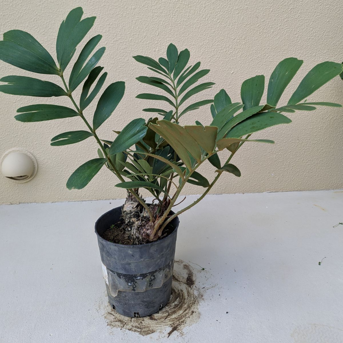 1／23以降順次発送】多頭株 ザミア フルフラセア｜メキシコソテツ