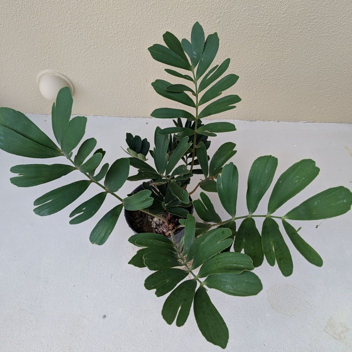 1／23以降順次発送】多頭株 ザミア フルフラセア｜メキシコソテツ