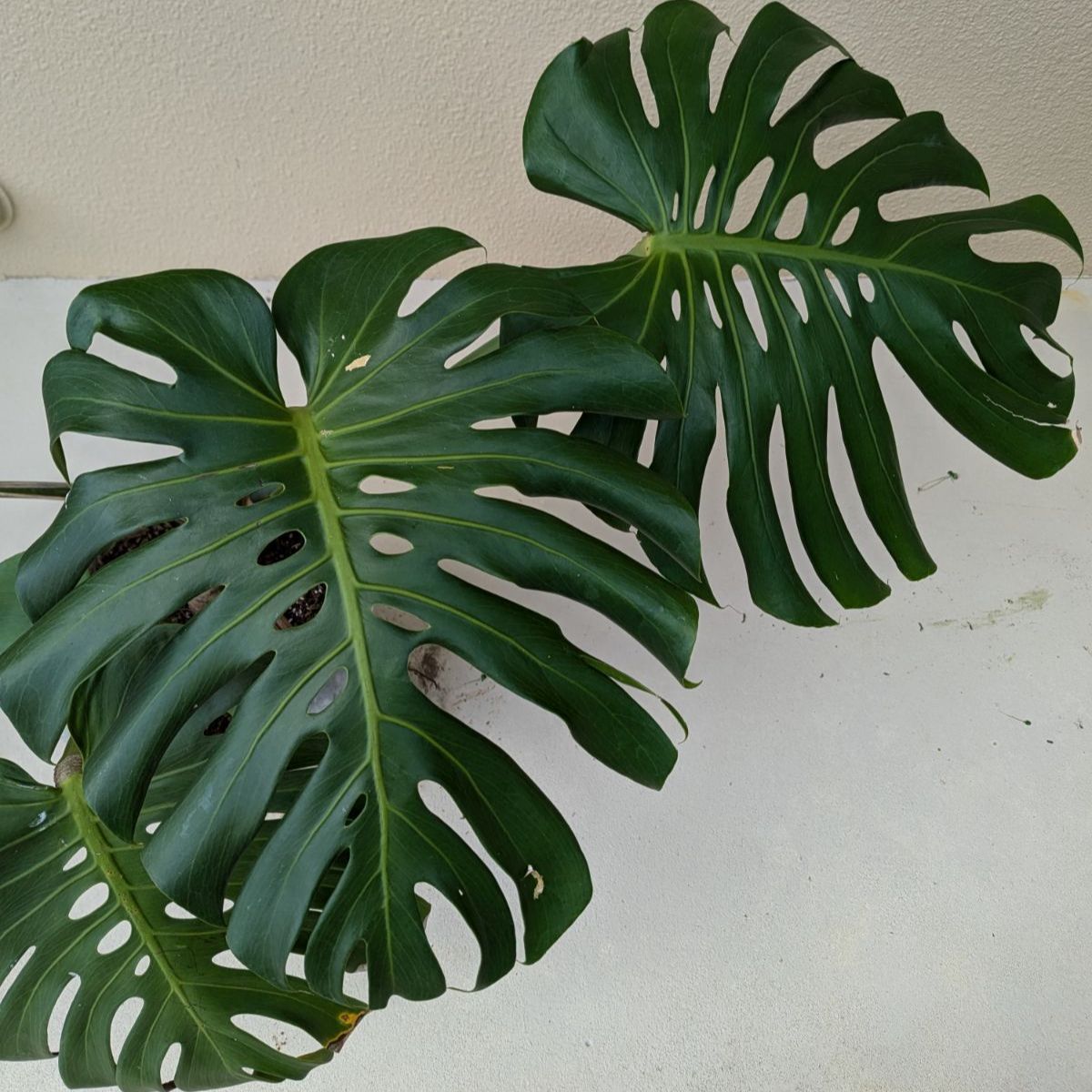 1／23以降順次発送 モンステラ デリシオーサ (子株付き) #1 - メルカリ