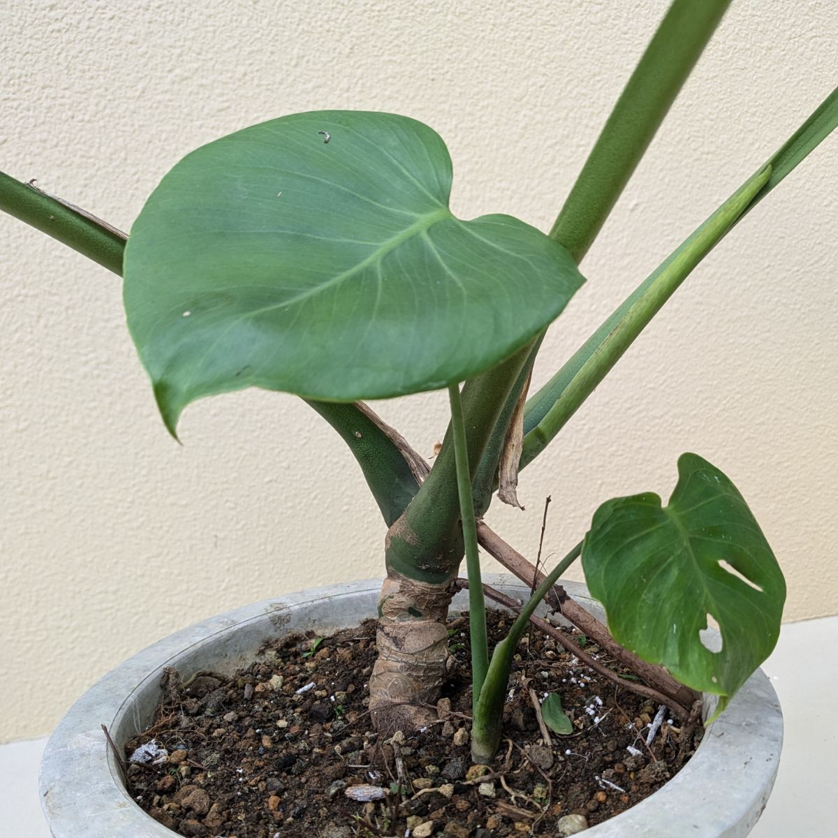 モンステラ デリシオーサ 子株付き 1