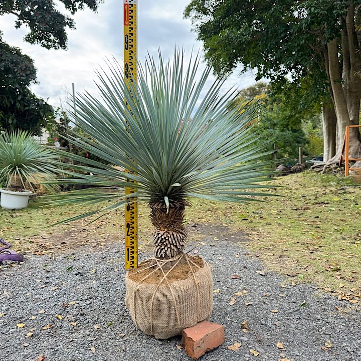 ユッカロストラータ 1m5cm ユッカ ロストラータ 【21-190】美形