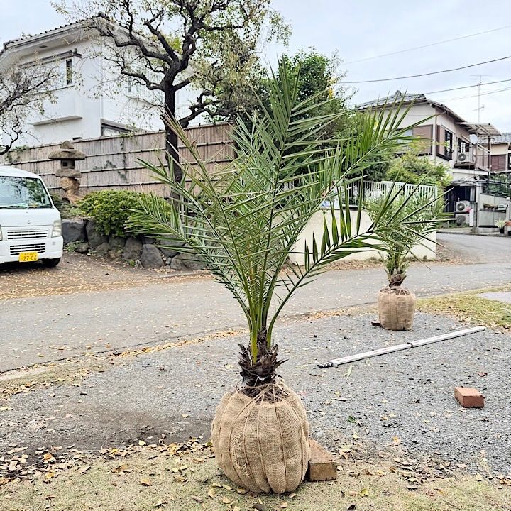 ナツメヤシ シルベストリス 1.3 m