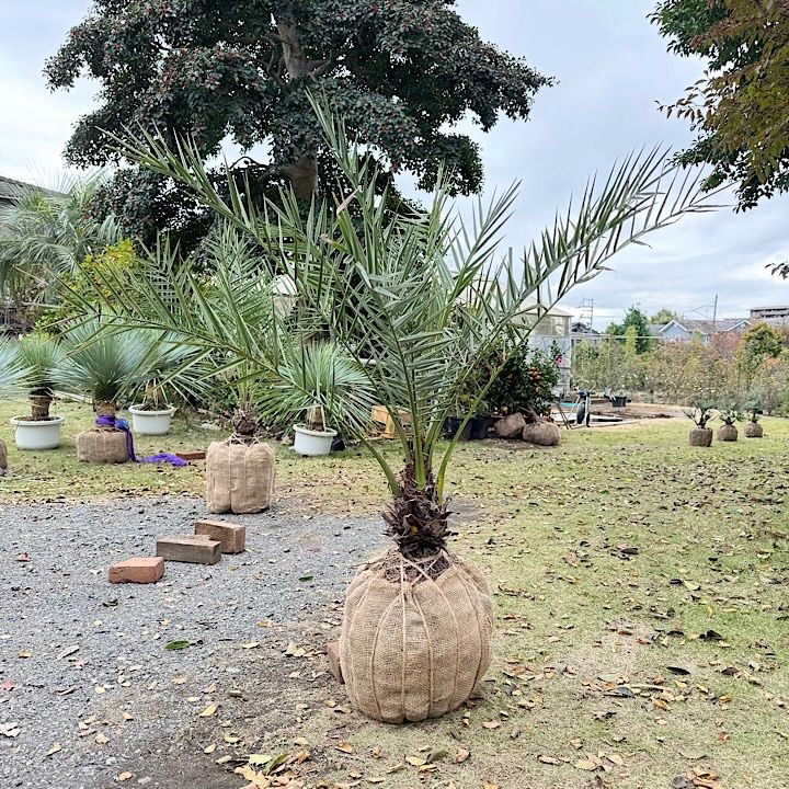 ナツメヤシ シルベストリス 1.3 m
