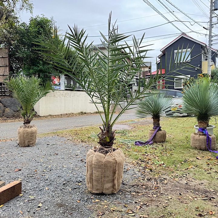 ナツメヤシ シルベストリス 1.5 m