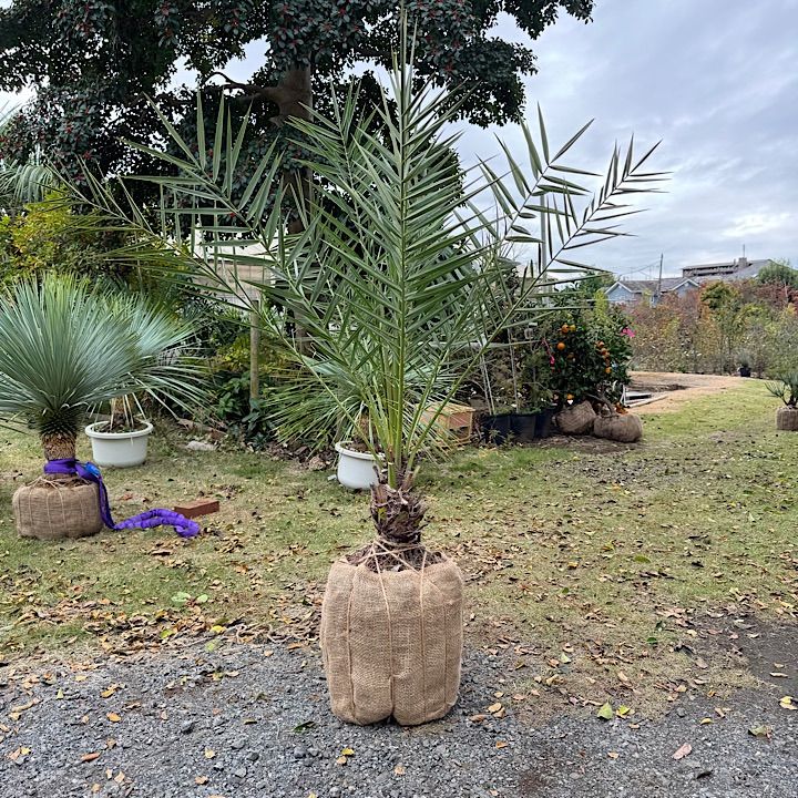 ナツメヤシ シルベストリス 1 5 m
