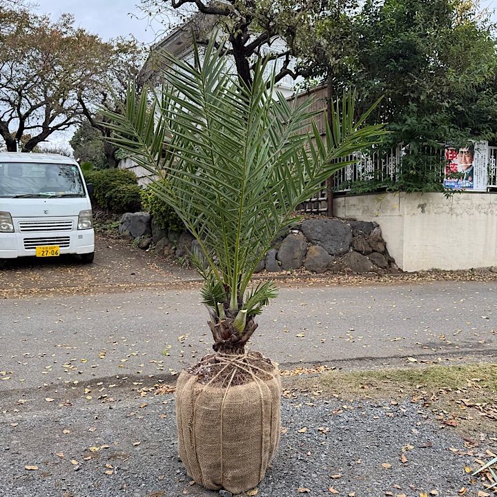 子株付き ナツメヤシ シルベストリス 1.3 m