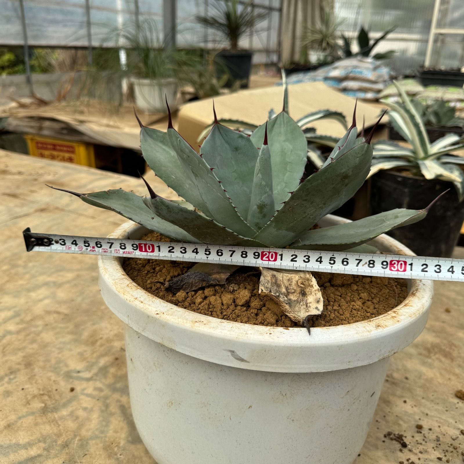 アガベ パリー トランカータ - メルカリ