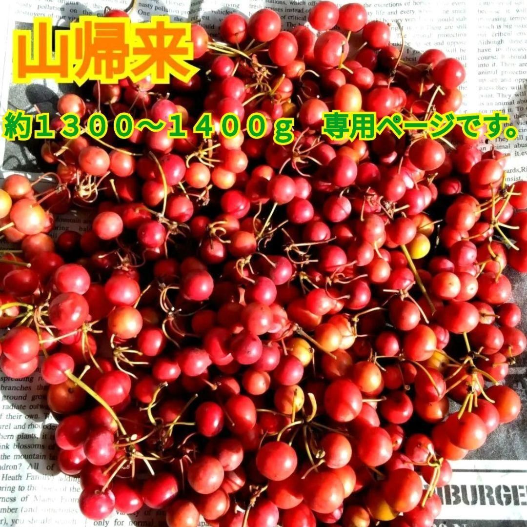 ページ 無農薬 山帰来 サンキライ 赤い実 約１３００〜１４００ｇ