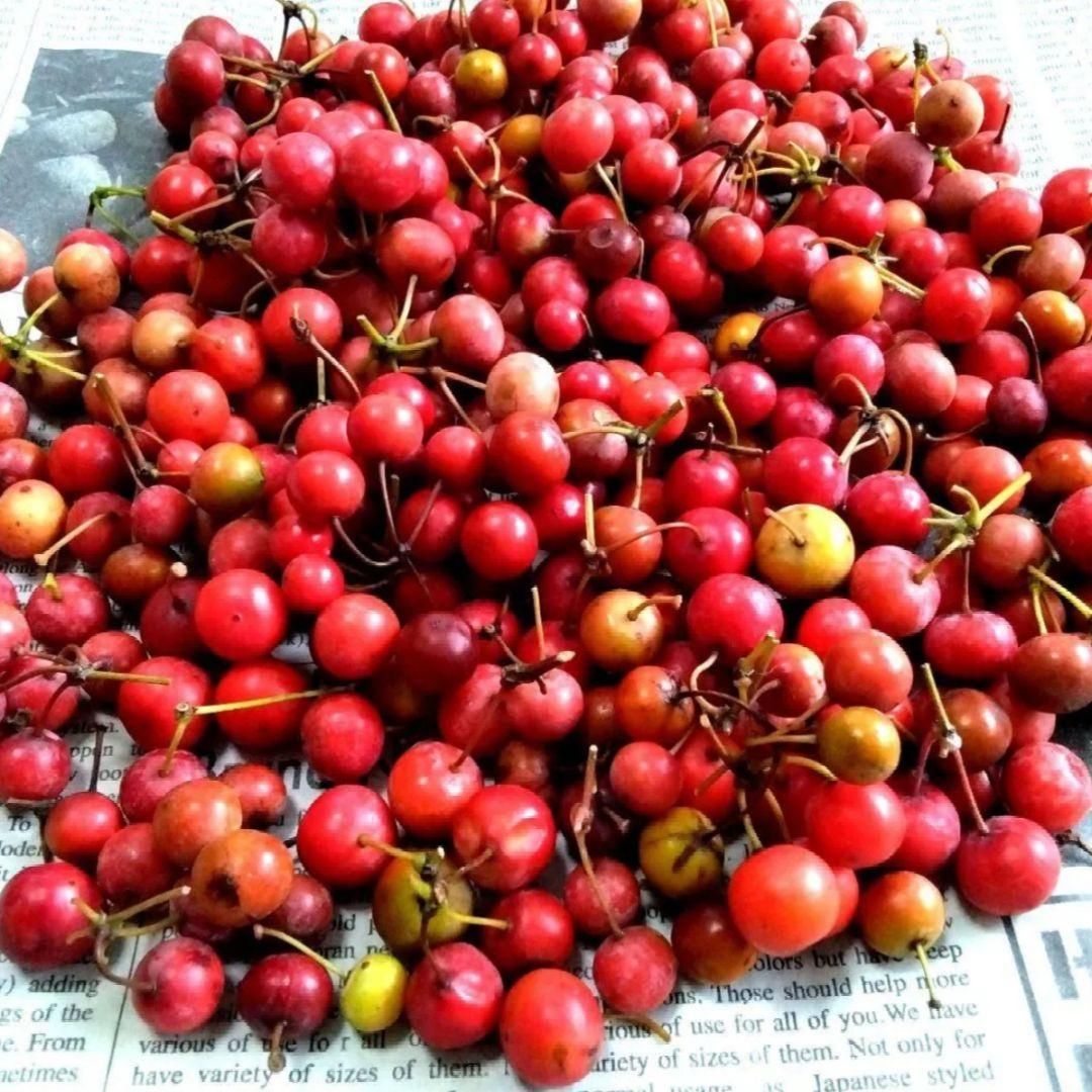 ページ 無農薬 山帰来 サンキライ 赤い実 約1300〜1400g