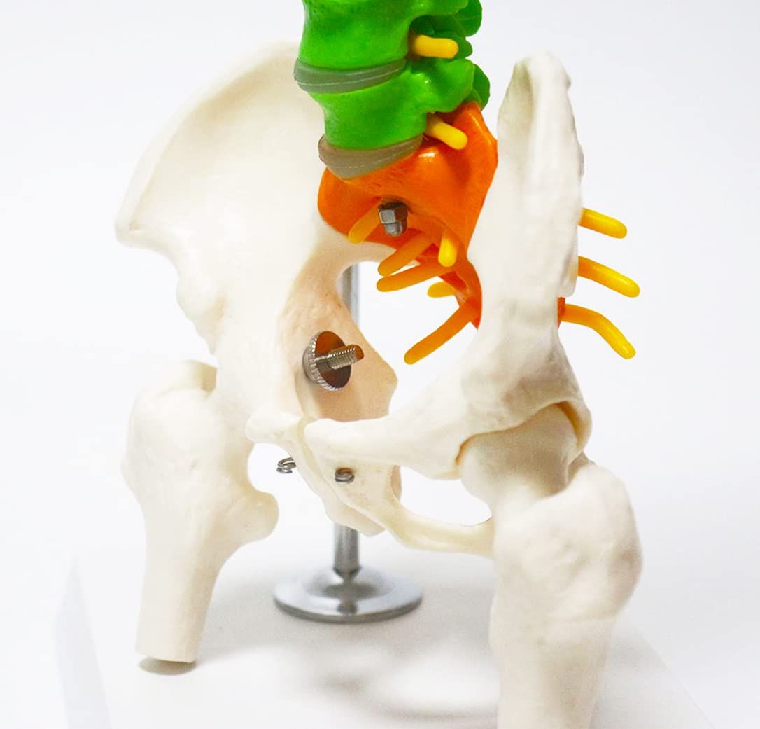 脊椎骨盤模型(マルチスタンド付き)