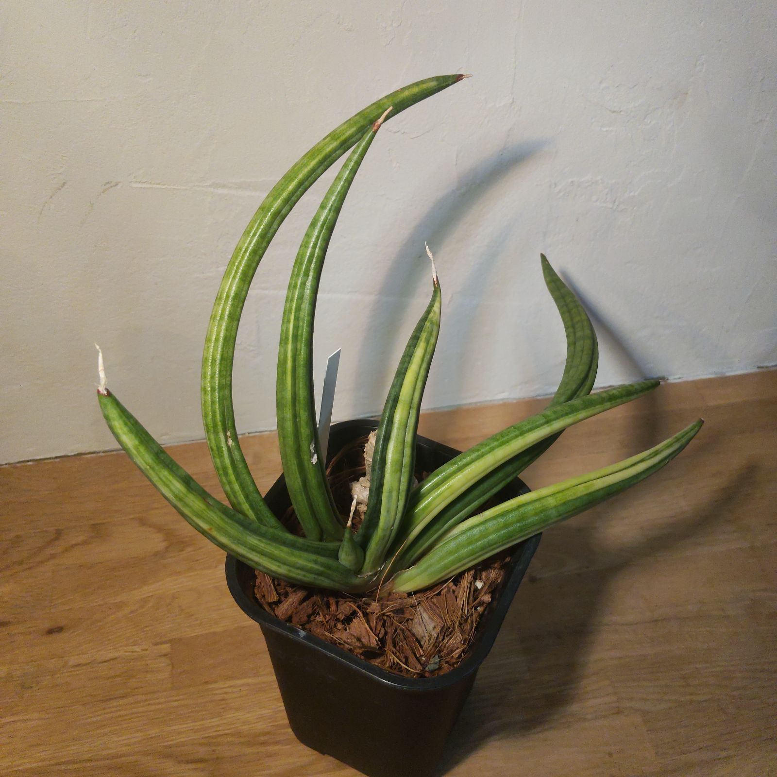 サンスベリア パテンツ 斑入り バリエガータ うねり アンヤマニーガーデン サンセベリア