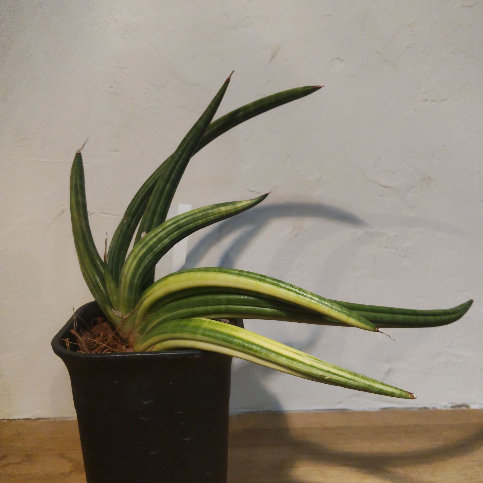 サンスベリア パテンツ 斑入り バリエガータ うねり アンヤマニーガーデン サンセベリア