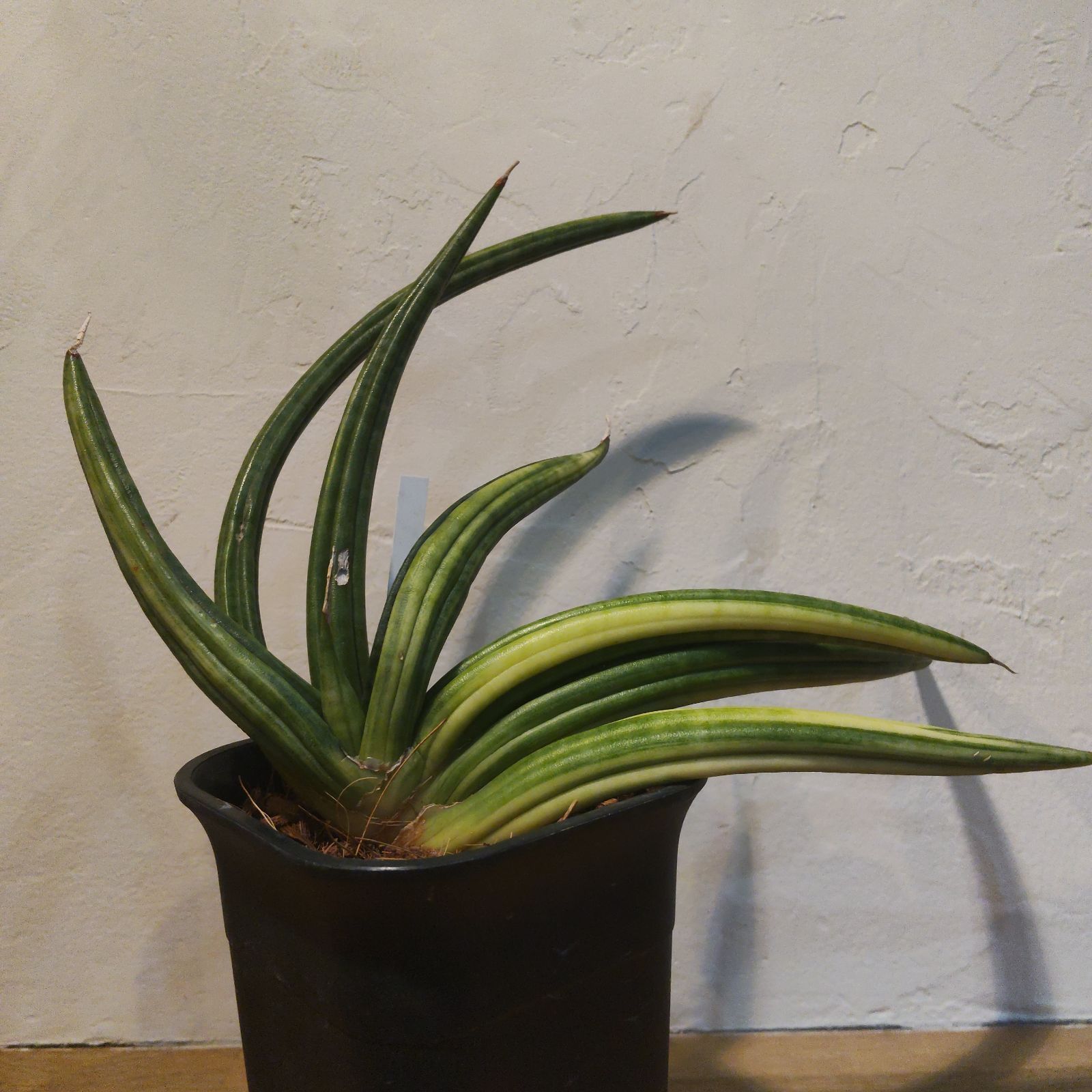 サンスベリア パテンツ 斑入り バリエガータ うねり アンヤマニーガーデン サンセベリア