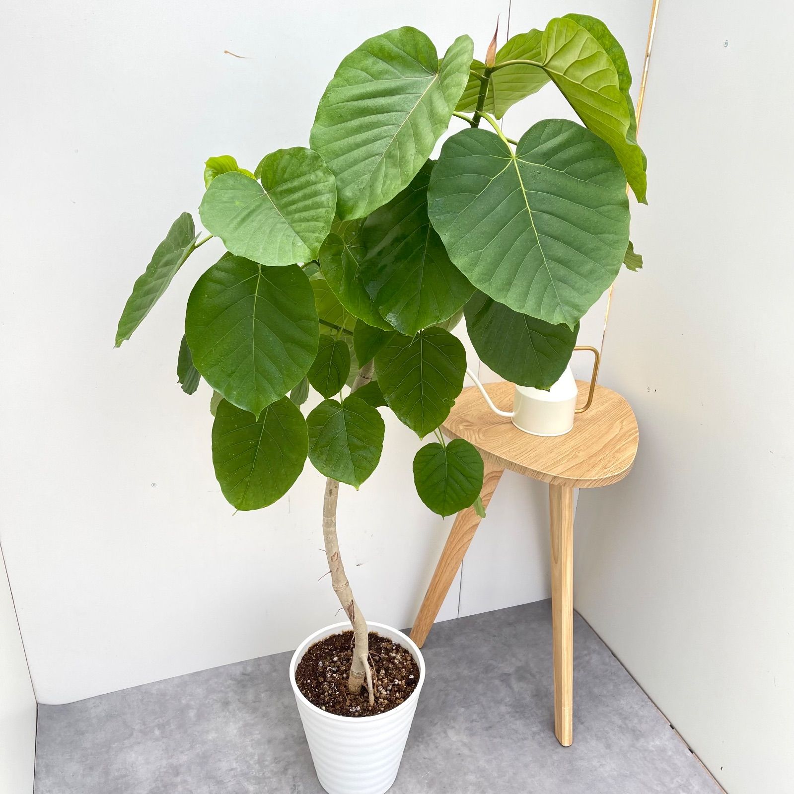 フィカス ウンベラータ 曲がり 24 現品 観葉植物 室内 大型