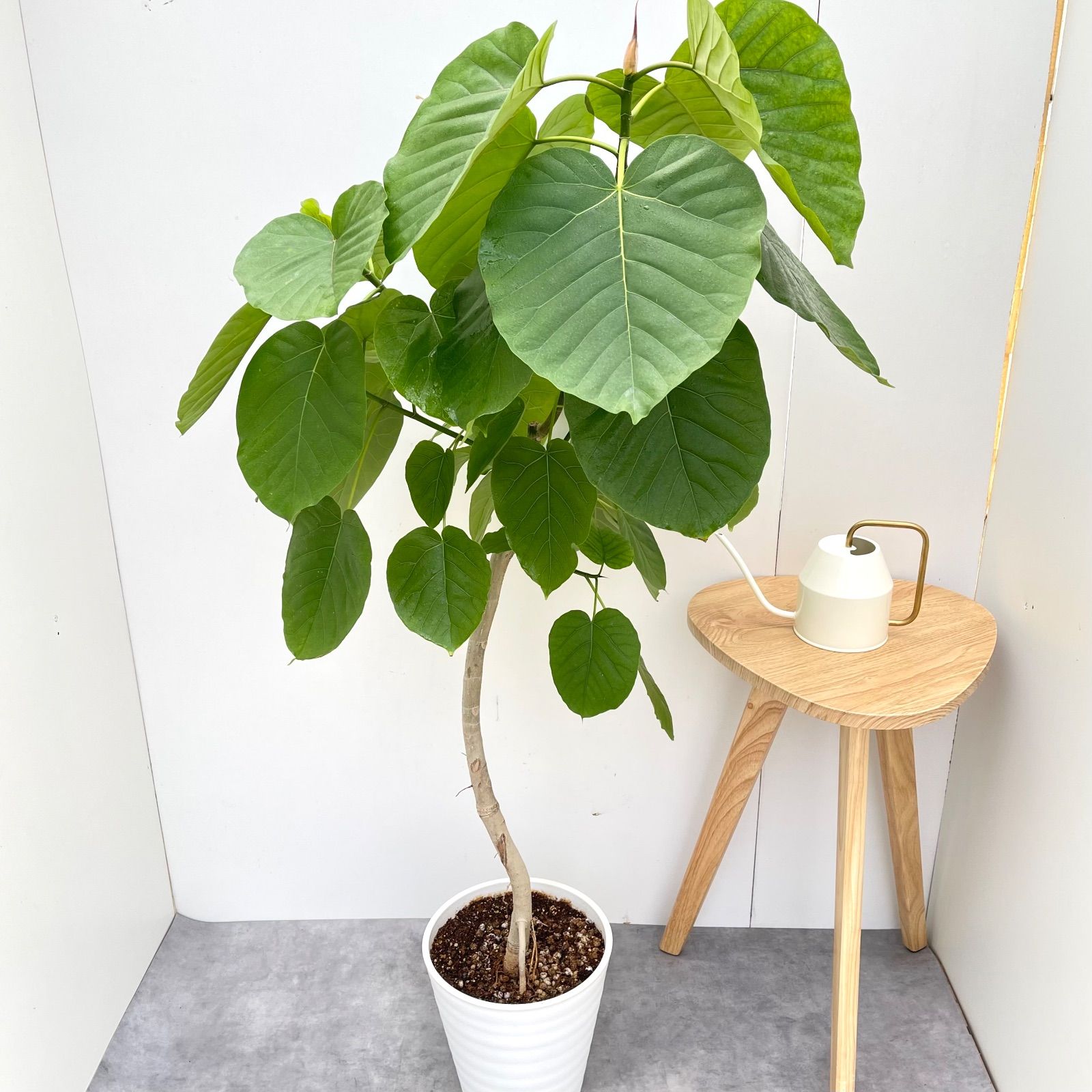 フィカス ウンベラータ 曲がり 24 現品 観葉植物 室内 大型