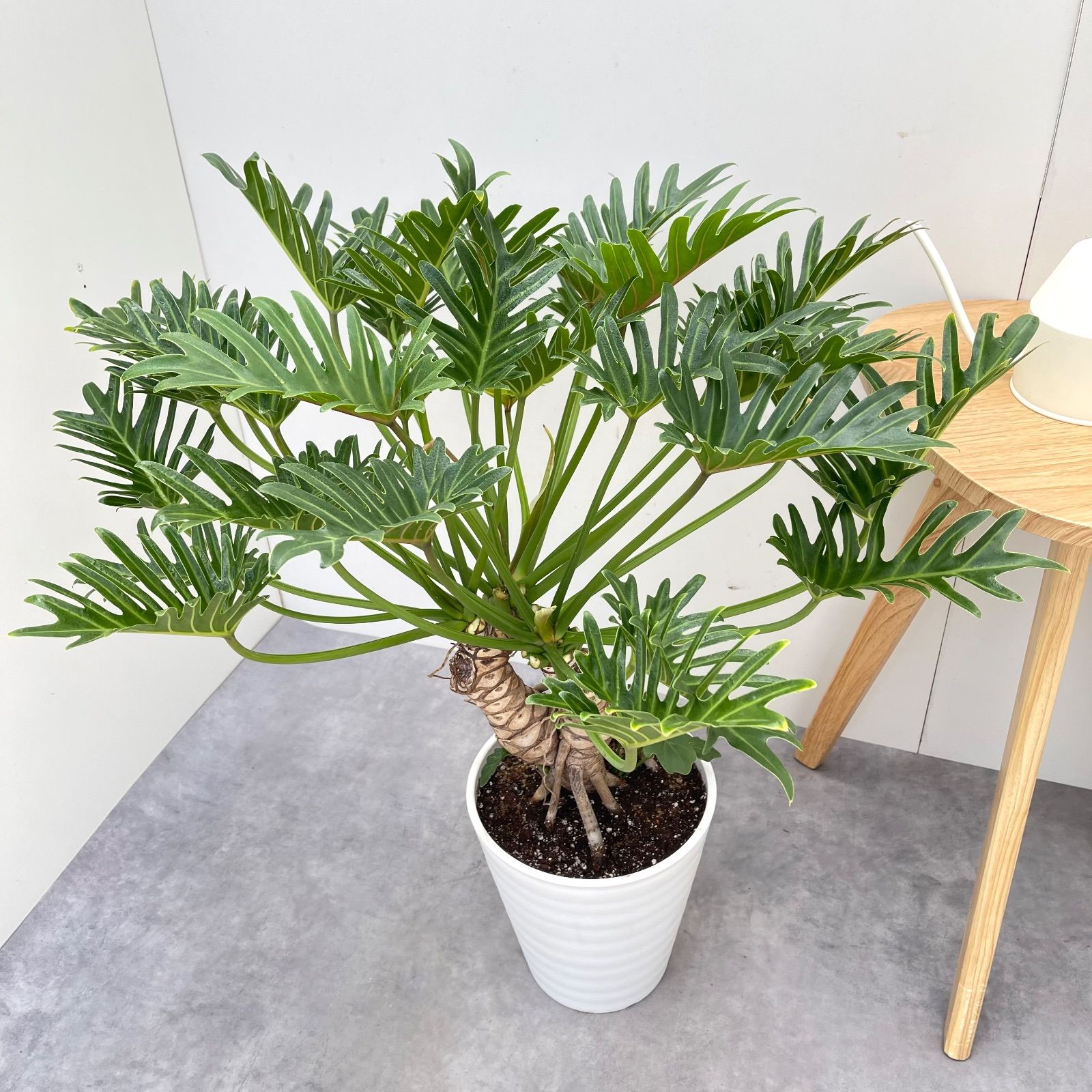 フィロデンドロン クッカバラ ジャイアント 幹上がり 22【現品】観葉