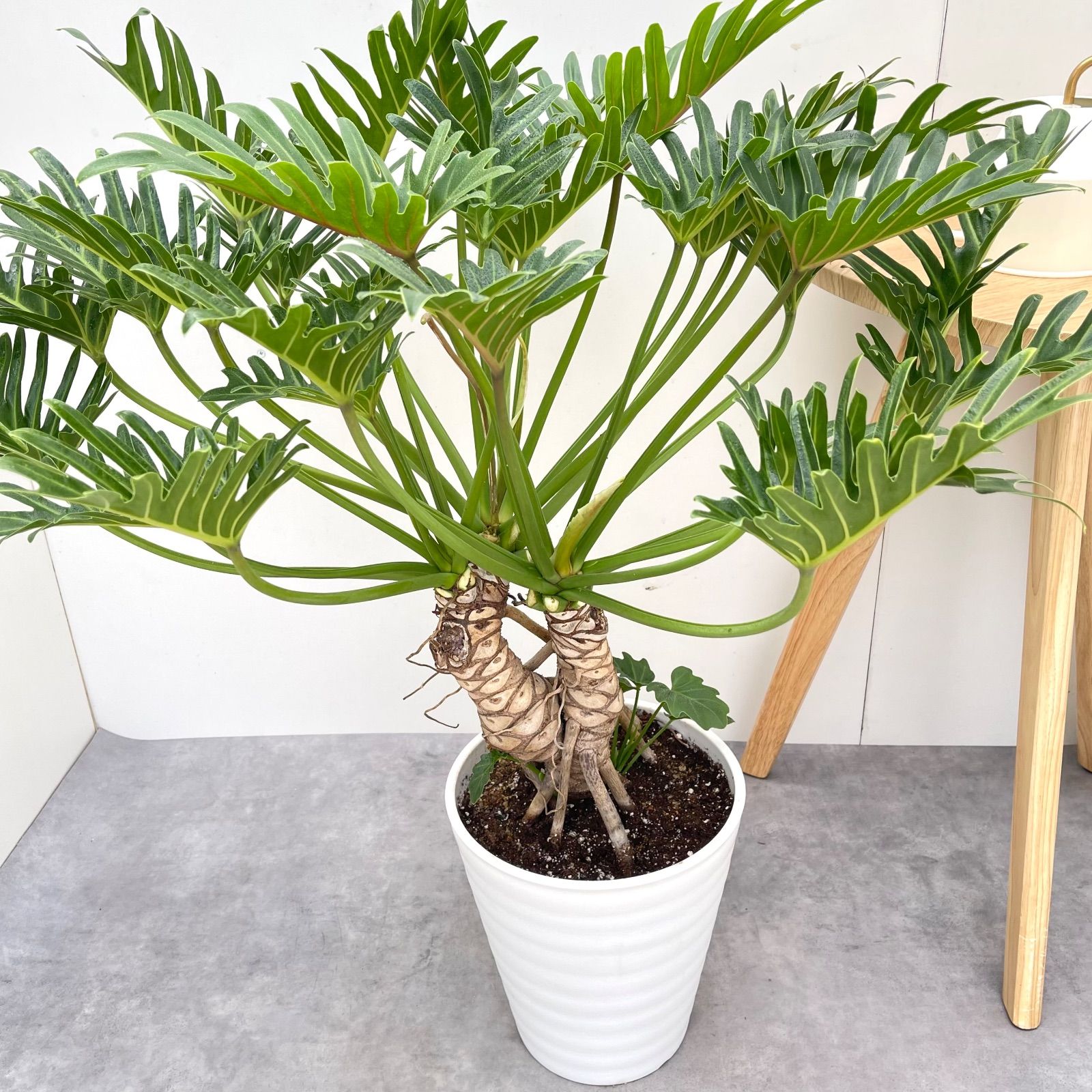 フィロデンドロン クッカ ジャイアント 幹上がり 22 現品 観葉植物 大型