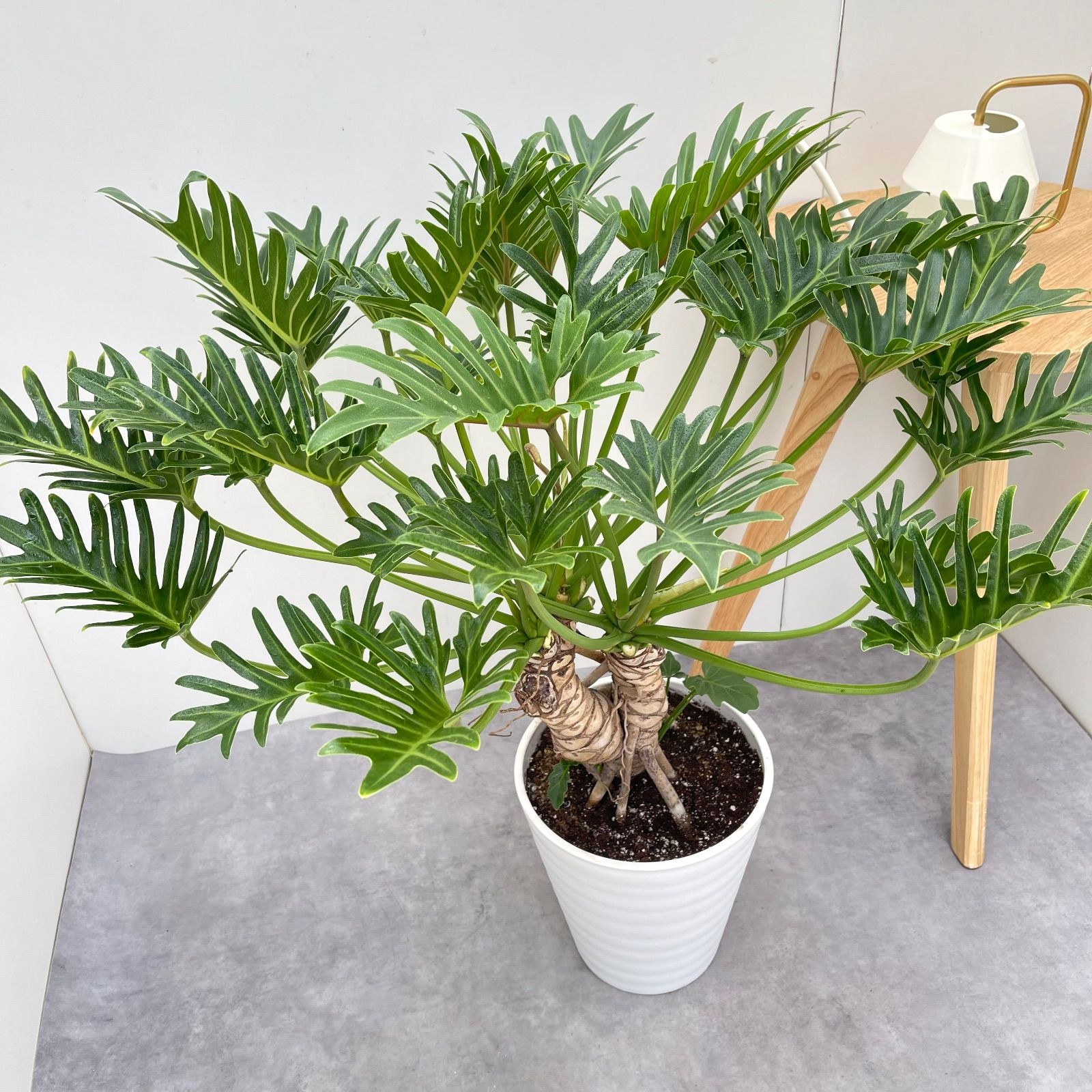 フィロデンドロン クッカ ジャイアント 幹上がり 22 現品 観葉植物 大型