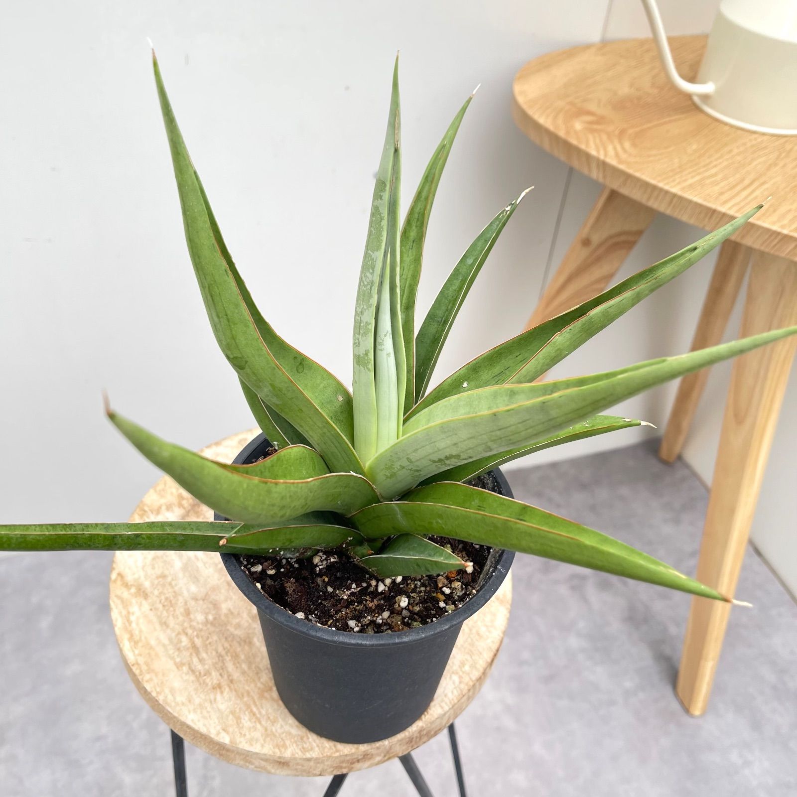 サンスベリア バイビット 現品 観葉植物 室内