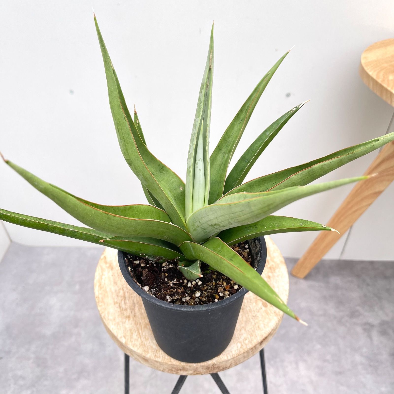 サンスベリア バイビット 現品 観葉植物 室内