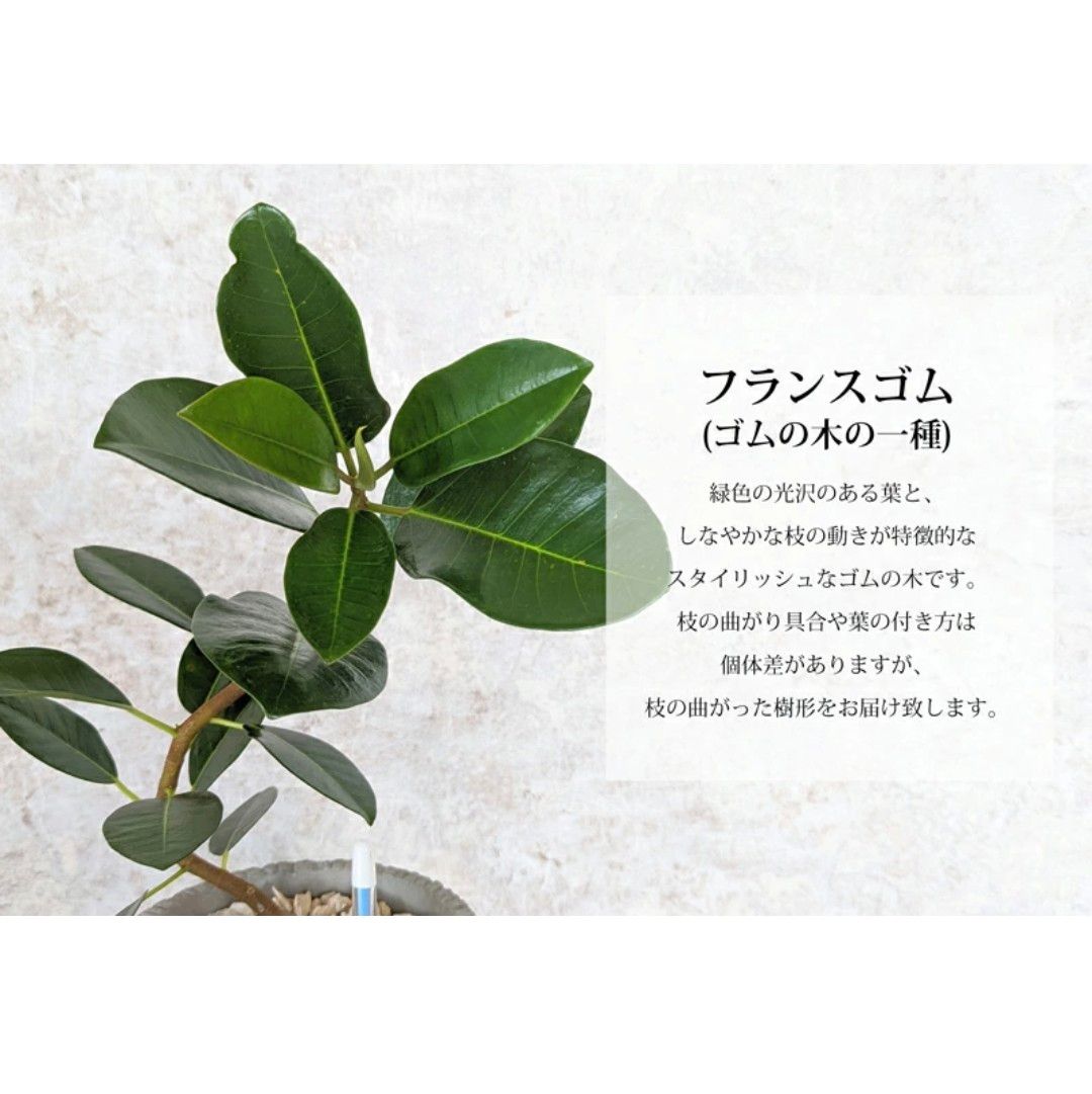 フランスゴム 鉢植え セメント鉢丸形 受け皿付き 水分計のサスティー付き ゴムの木 観葉植物