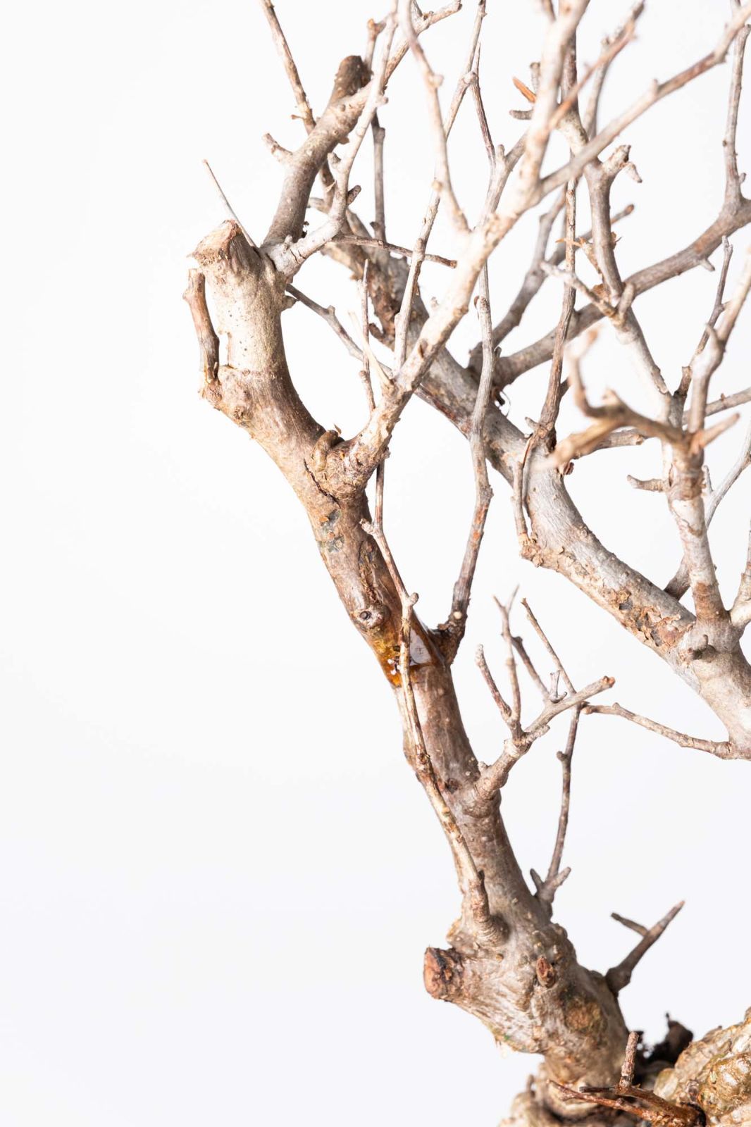 OP 236 オペルクリカリア パキプス コーデックス ベアルート株