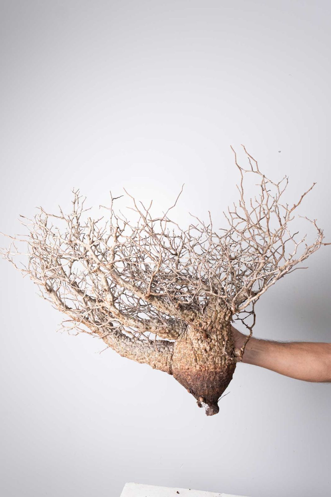 OP 235 オペルクリカリア パキプス コーデックス ベアルート株