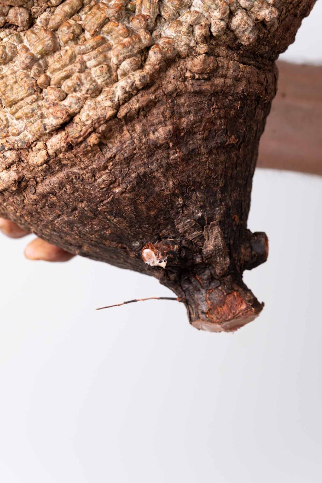 OP 235 オペルクリカリア パキプス コーデックス ベアルート株