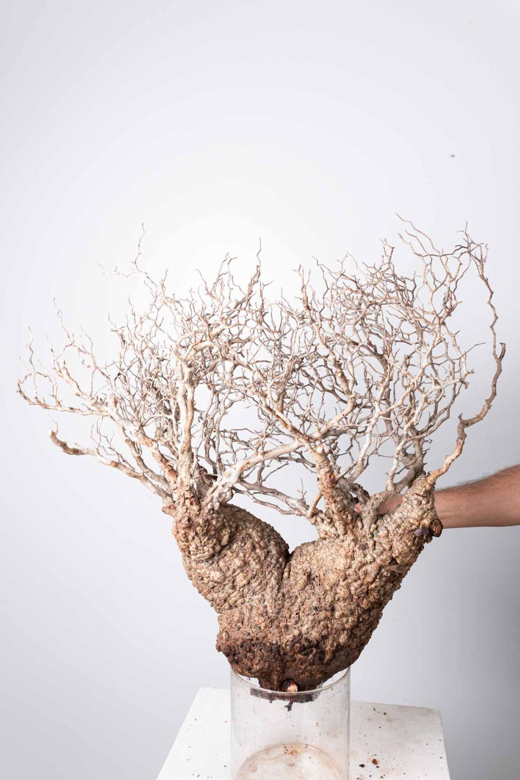 OP 234 オペルクリカリア パキプス コーデックス ベアルート株