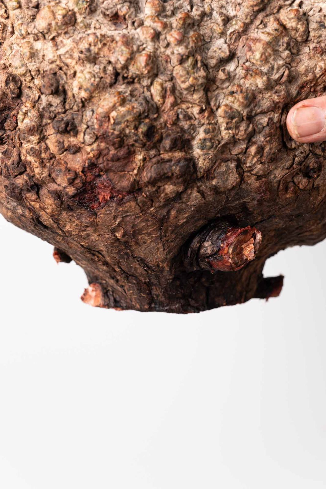 OP 234 オペルクリカリア パキプス コーデックス ベアルート株