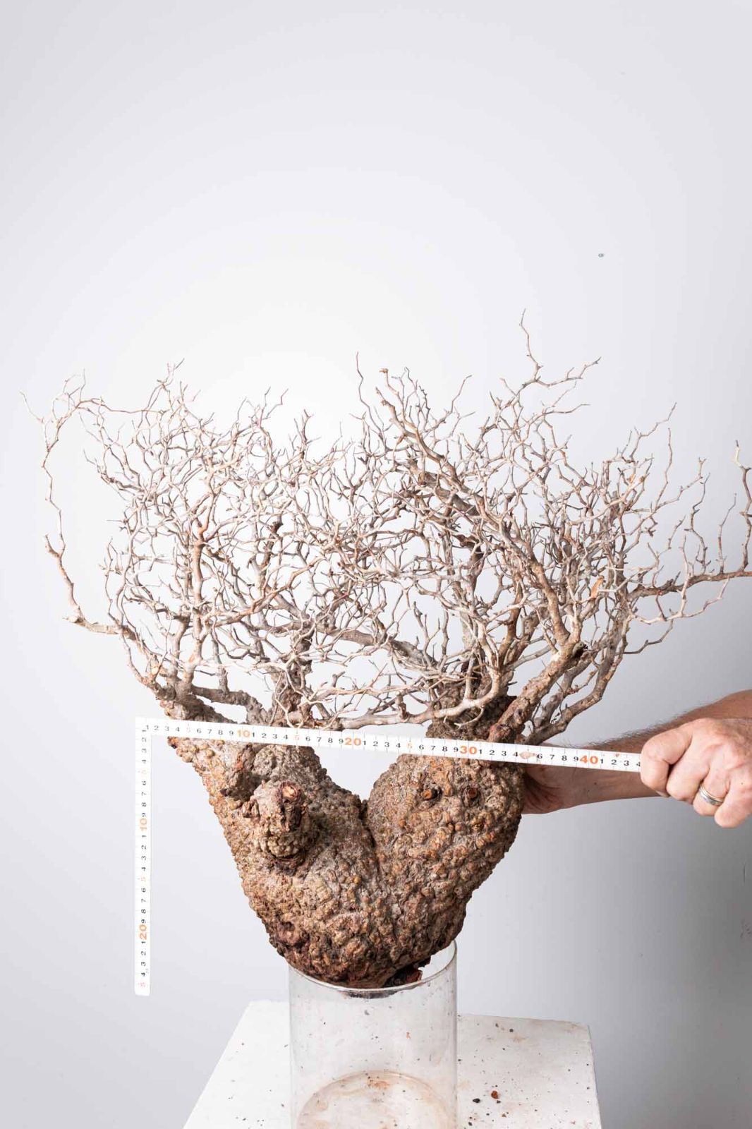 OP 234 オペルクリカリア パキプス コーデックス ベアルート株