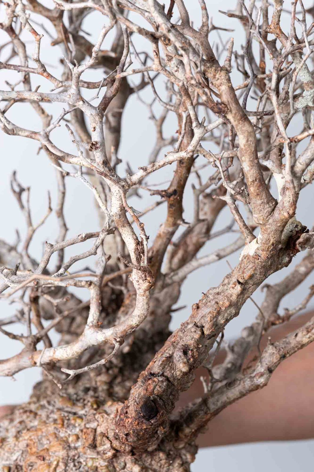 OP 234 オペルクリカリア パキプス コーデックス ベアルート株