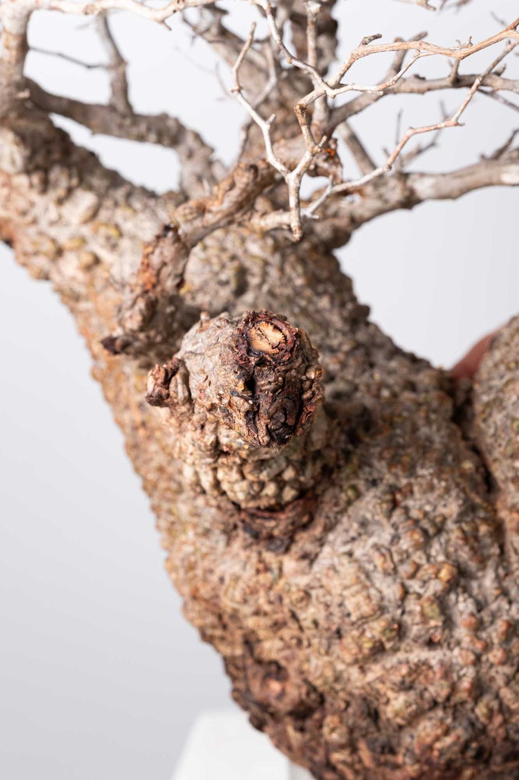 OP 234 オペルクリカリア パキプス コーデックス ベアルート株