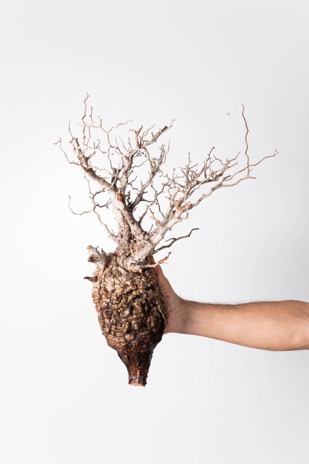 OP 233 オペルクリカリア パキプス コーデックス ベアルート株