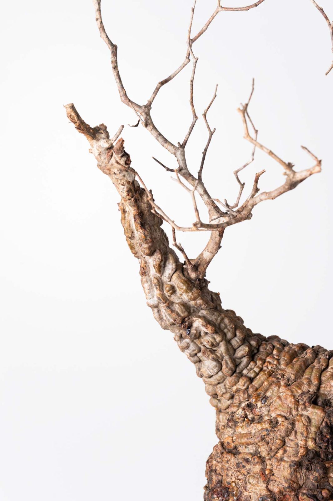 OP 232 オペルクリカリア パキプス コーデックス ベアルート株