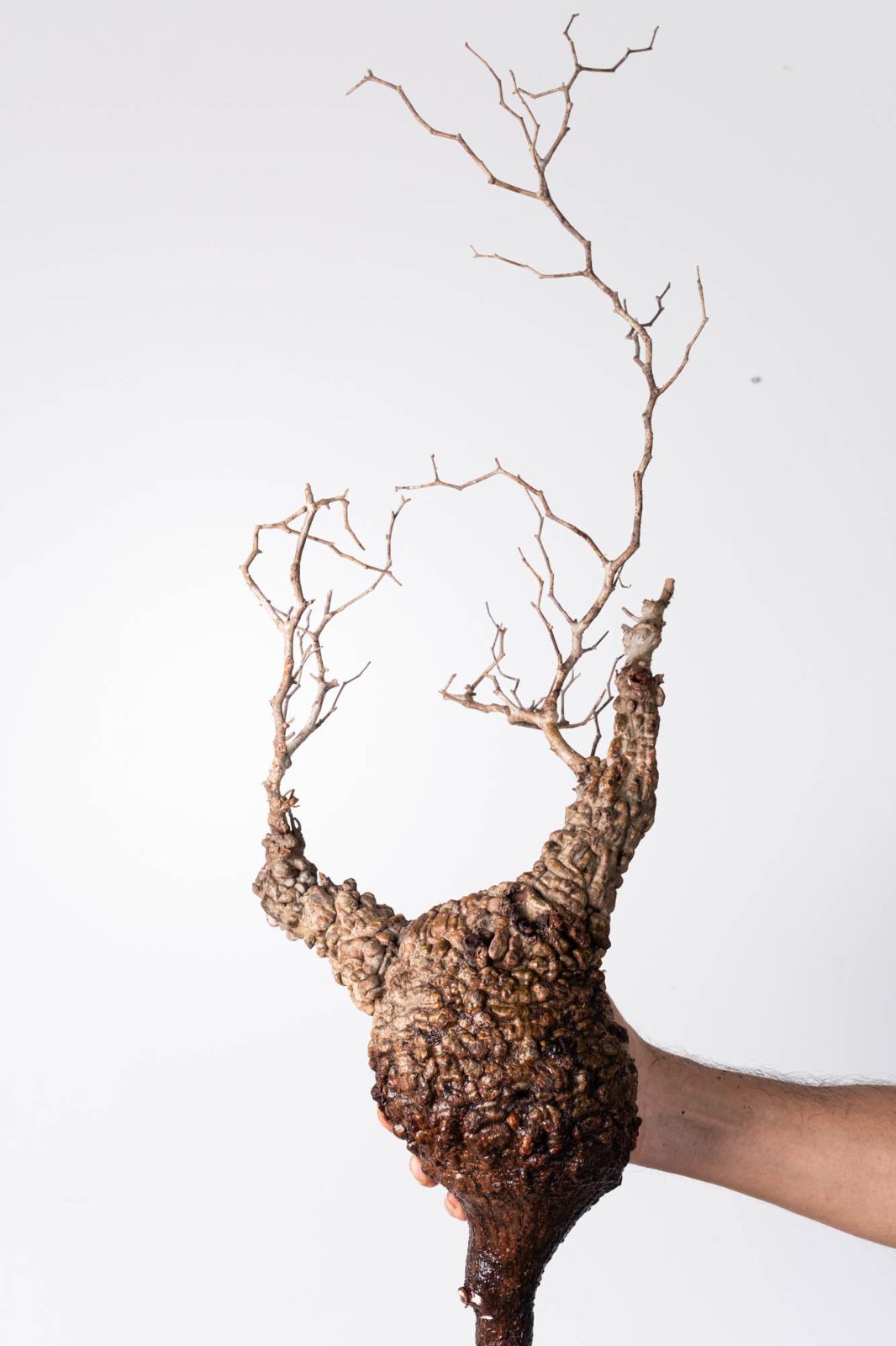 OP 232 オペルクリカリア パキプス コーデックス ベアルート株