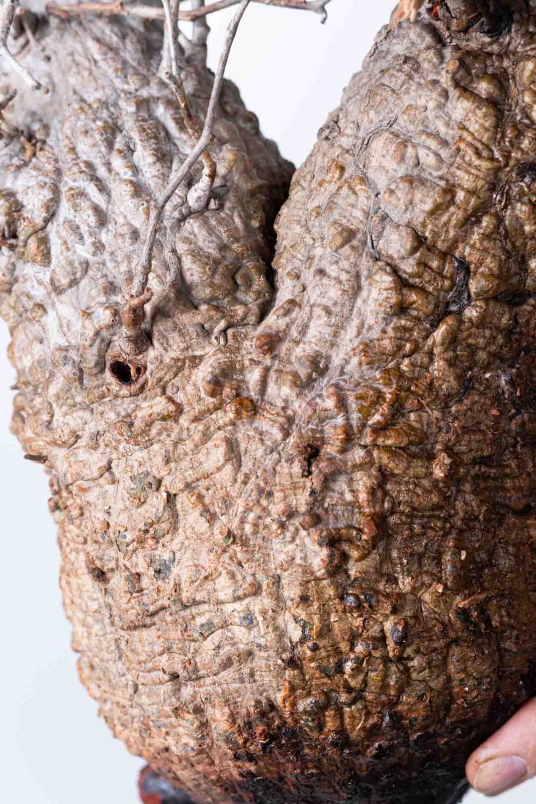 OP 231 オペルクリカリア パキプス コーデックス ベアルート株