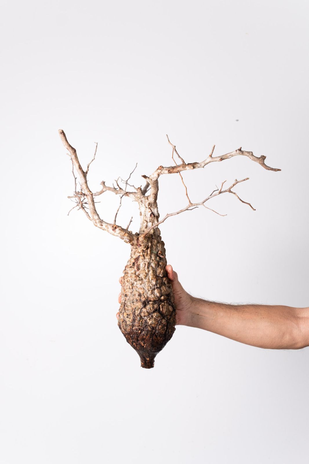 OP 230 オペルクリカリア パキプス コーデックス ベアルート株