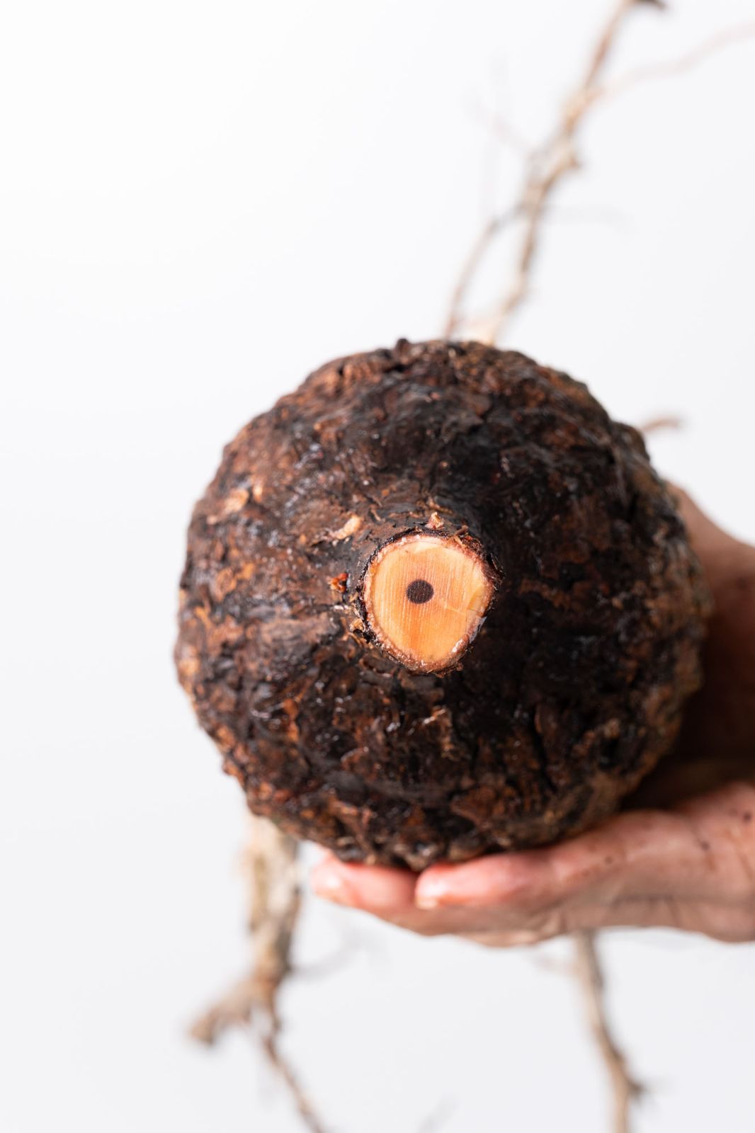 OP 230 オペルクリカリア パキプス コーデックス ベアルート株