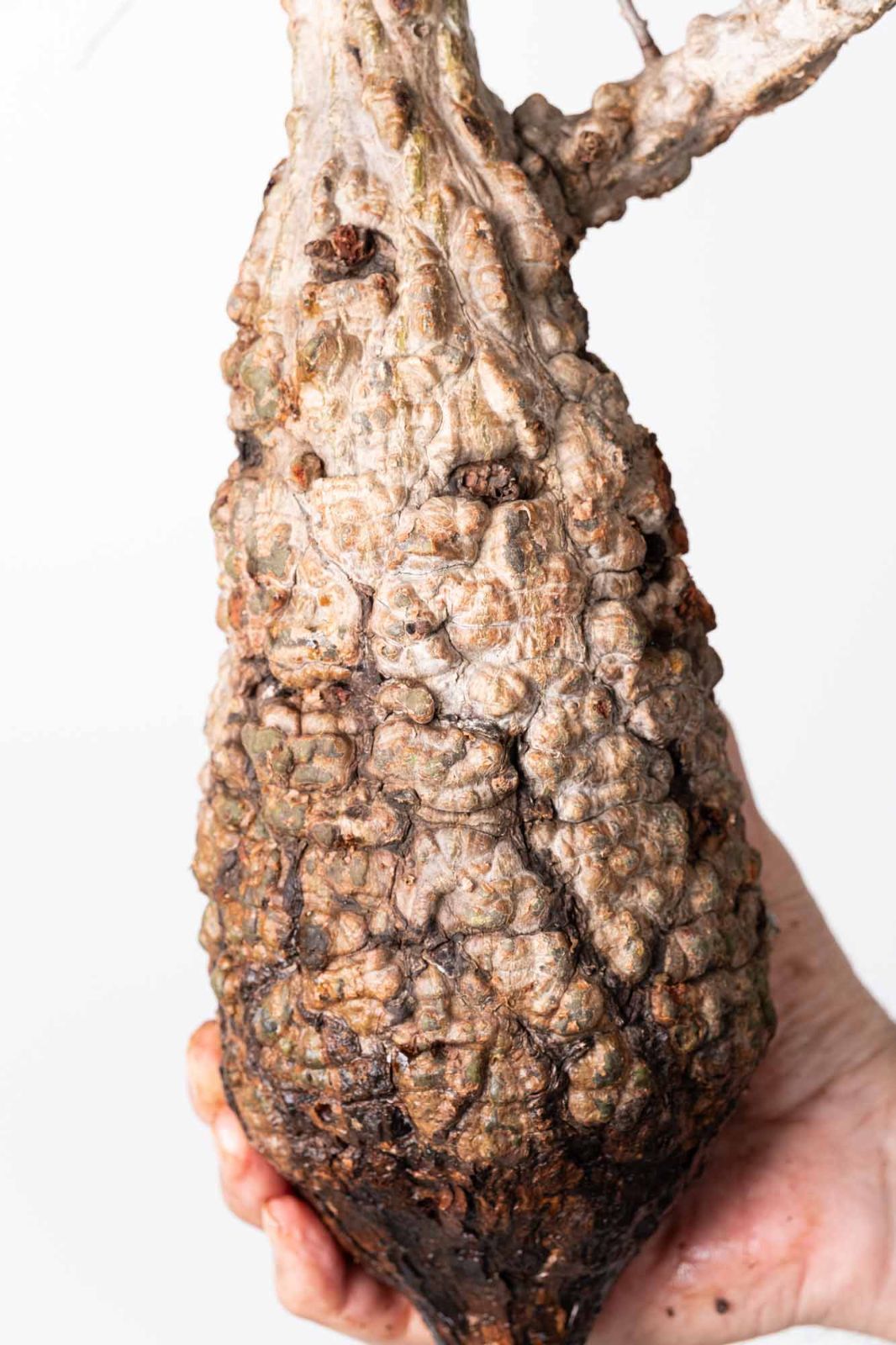 OP 230 オペルクリカリア パキプス コーデックス ベアルート株